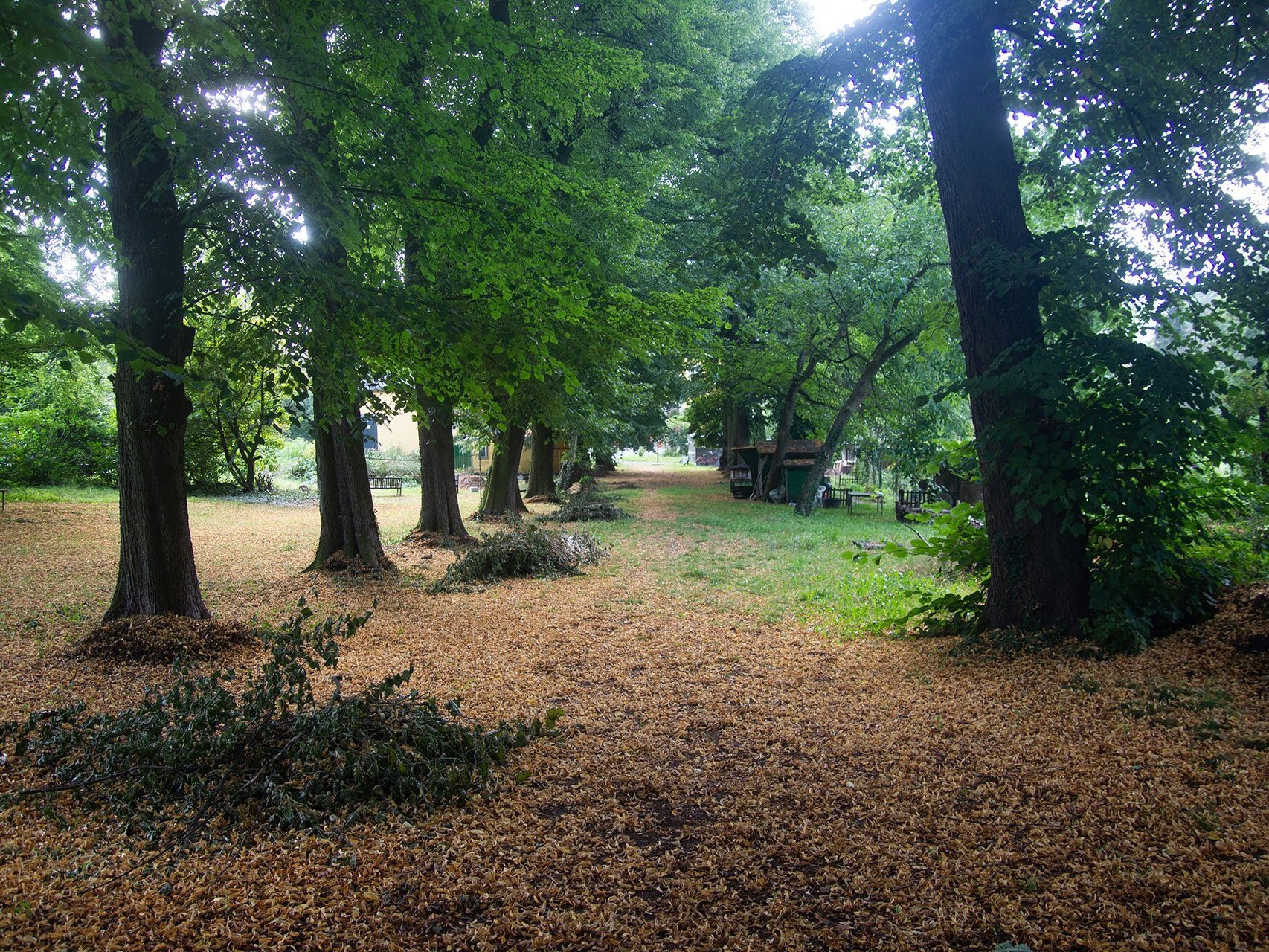 Viele Bäume und Laub auf dem Garten des Anwesens